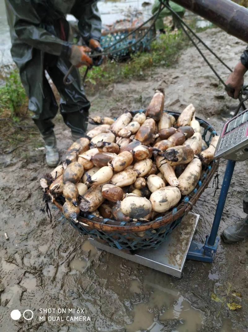 藕粉正宗藕粉纯藕粉湖北黄冈大别山区