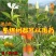 黄栀子苗山栀子树苗小叶大叶山栀子苗药用黄桅子果树苗南