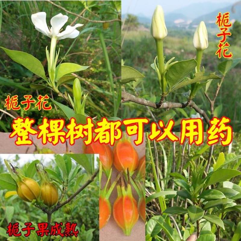 黄栀子苗山栀子树苗小叶大叶山栀子苗药用黄桅子果树苗南