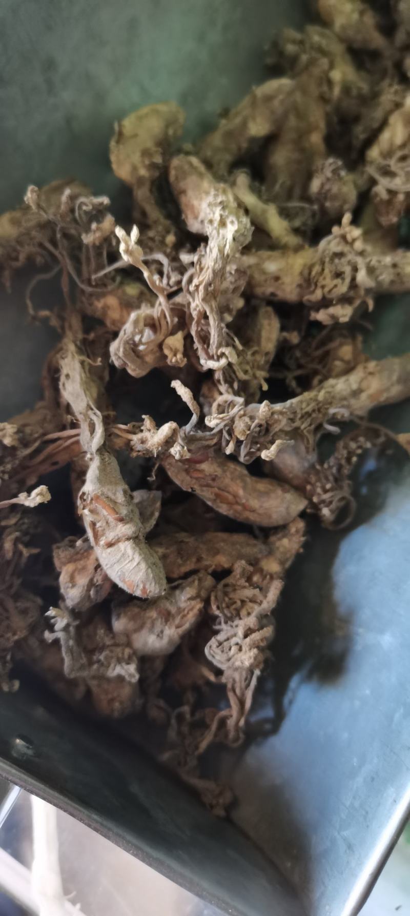 新货蝉花金蝉花虫草冬虫夏草知了花金蟾花包邮