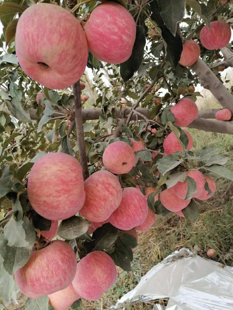 【顺丰包邮】苹果新疆阿克苏冰糖心苹果产地直销价优