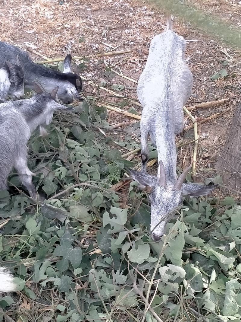 火鸡养殖场，青年火鸡价格，厂家直销