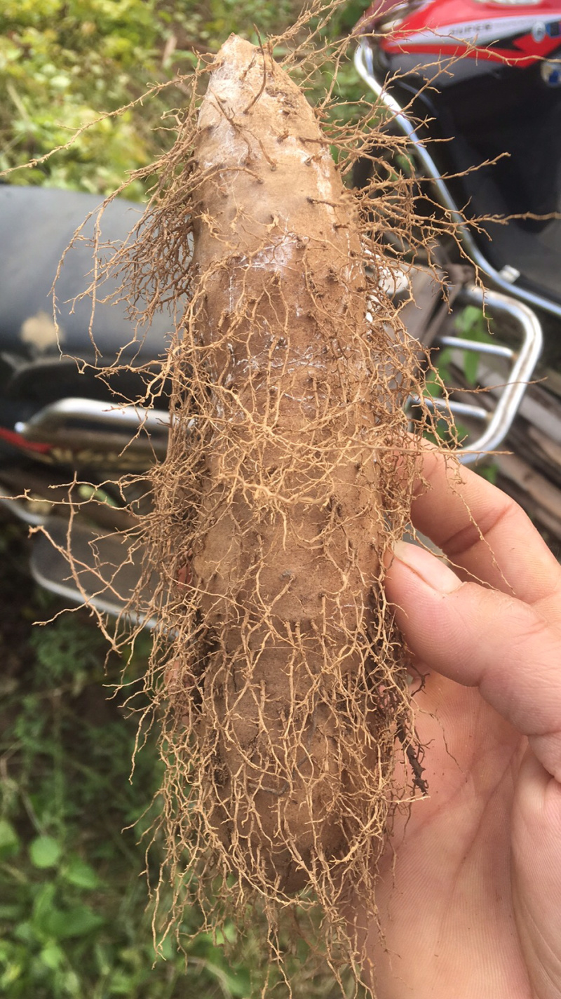 湛江毛薯《粤西名称甜薯》超级好的质量商超供应