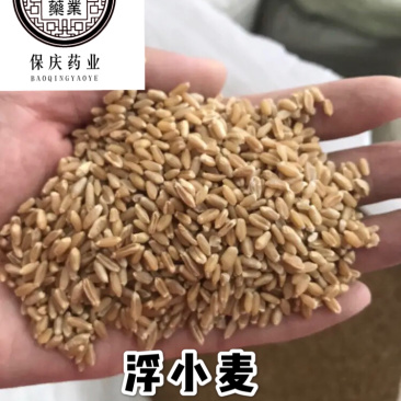 浮小麦浮麦保庆药业批发浮小麦实物拍摄！