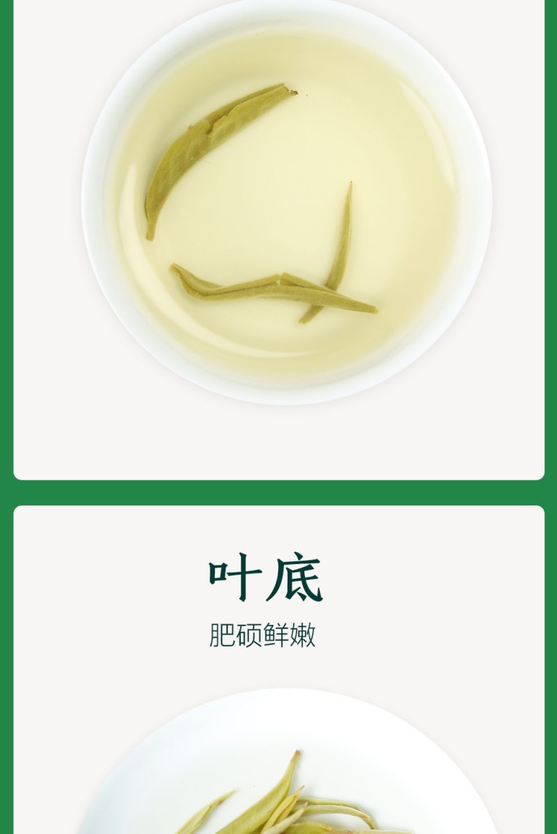 2023年春茶云南绿茶新茶高山毛尖浓香型茶叶特级银丝绿茶