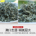 2023年春茶云南绿茶新茶高山毛尖浓香型茶叶特级银丝绿茶