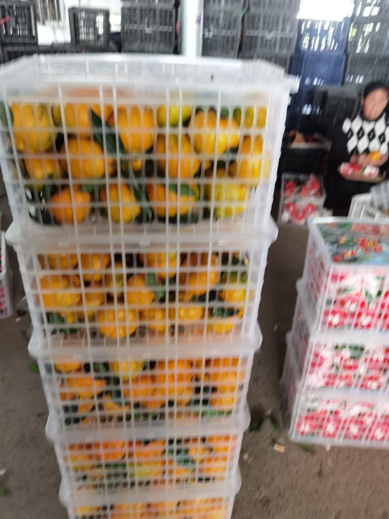 【现货】宜昌丑桔一手货源各种规格代办一条龙