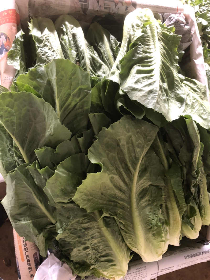 沙拉菜罗马直立生菜罗马生菜罗纹生菜散罗速生大叶