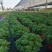 薄荷盆栽薄荷苗【留兰香薄荷杯苗】不包邮！