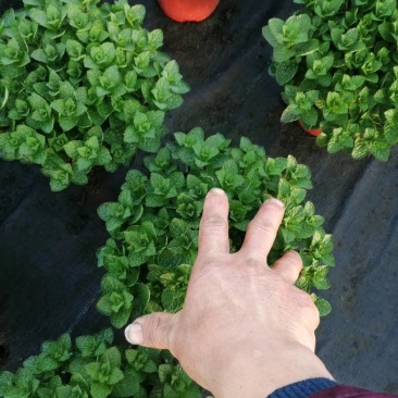 薄荷盆栽薄荷苗【留兰香薄荷杯苗】不包邮！
