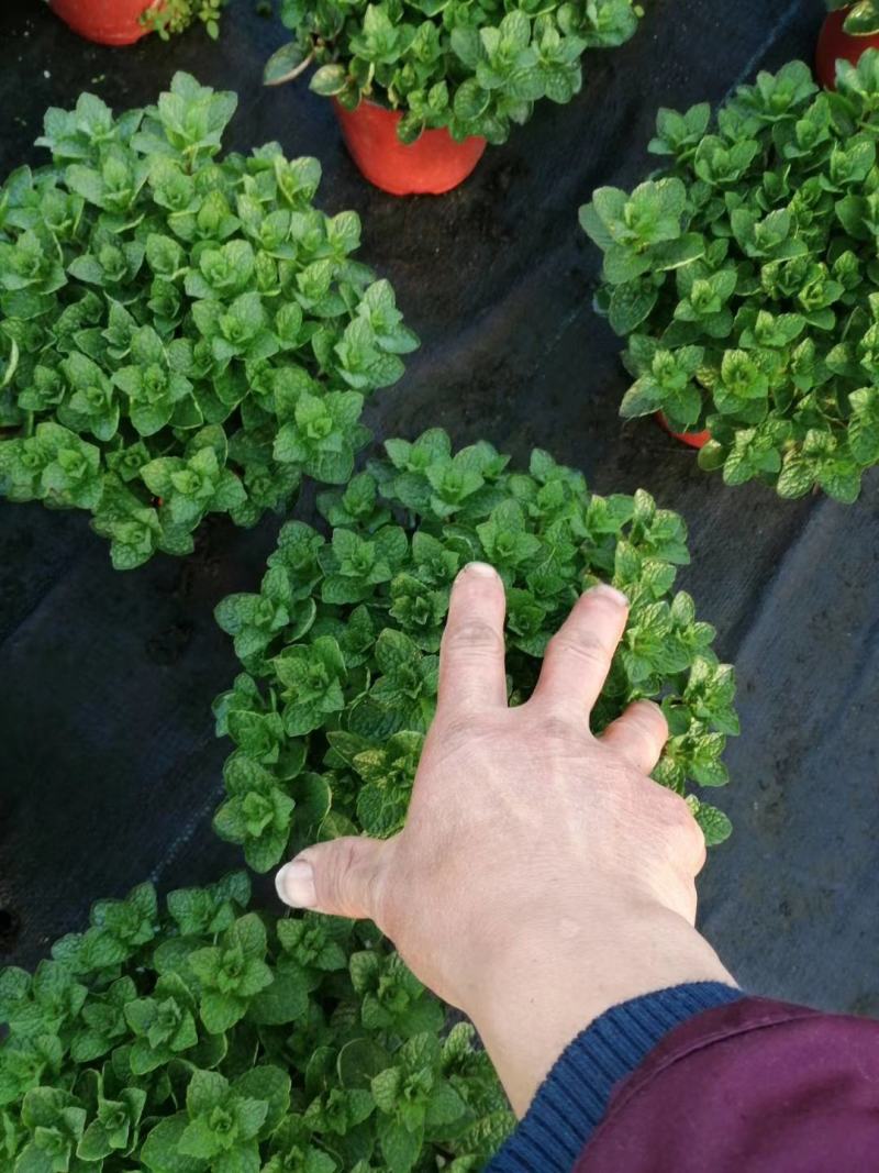 薄荷盆栽薄荷苗【留兰香薄荷杯苗】不包邮！