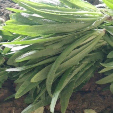 精品油麦菜，货真价实