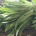 精品油麦菜，货真价实