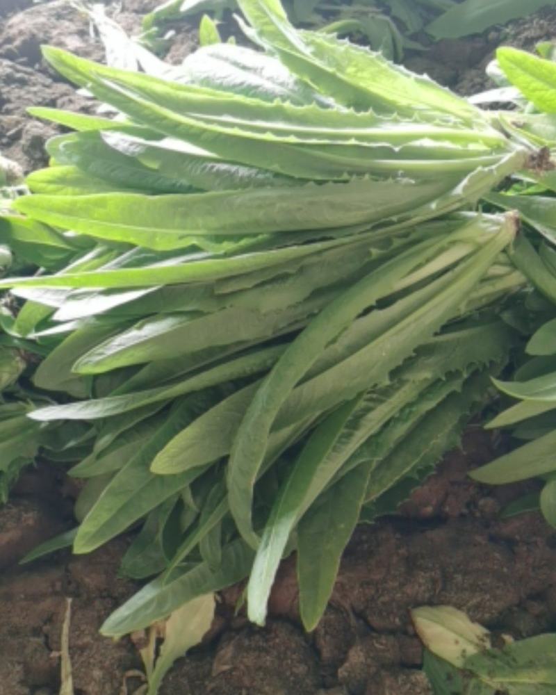 精品油麦菜，货真价实