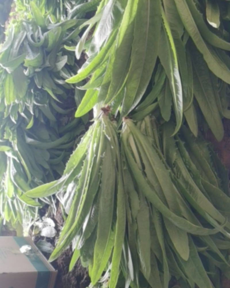 精品油麦菜，货真价实