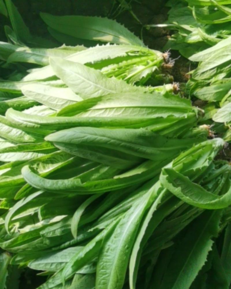 精品油麦菜，货真价实