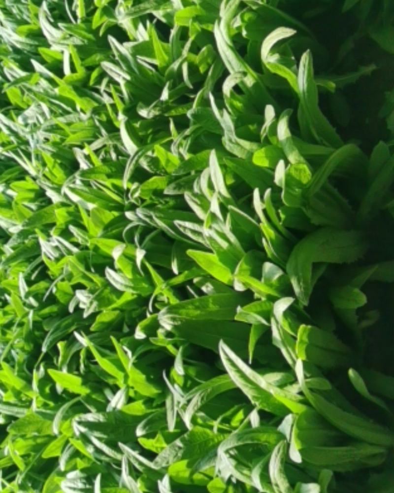 精品油麦菜，货真价实