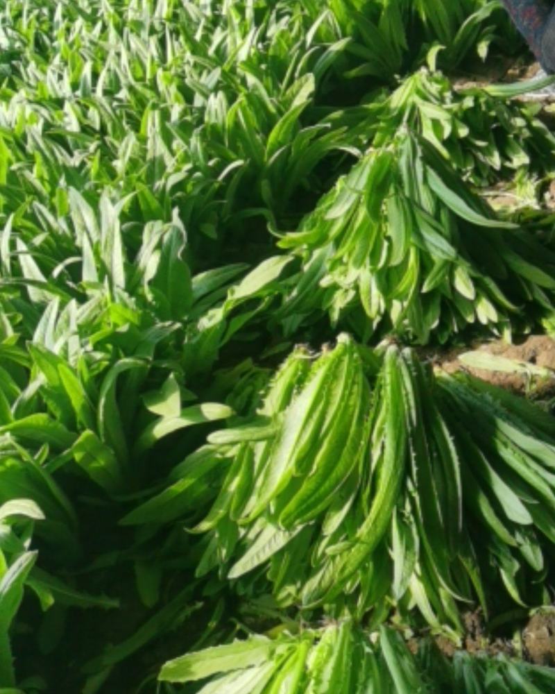 精品油麦菜，货真价实