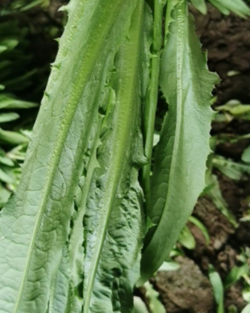精品油麦菜，货真价实