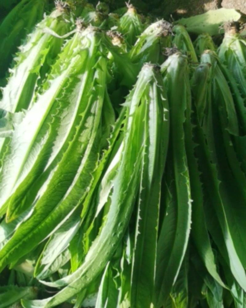 精品油麦菜，货真价实