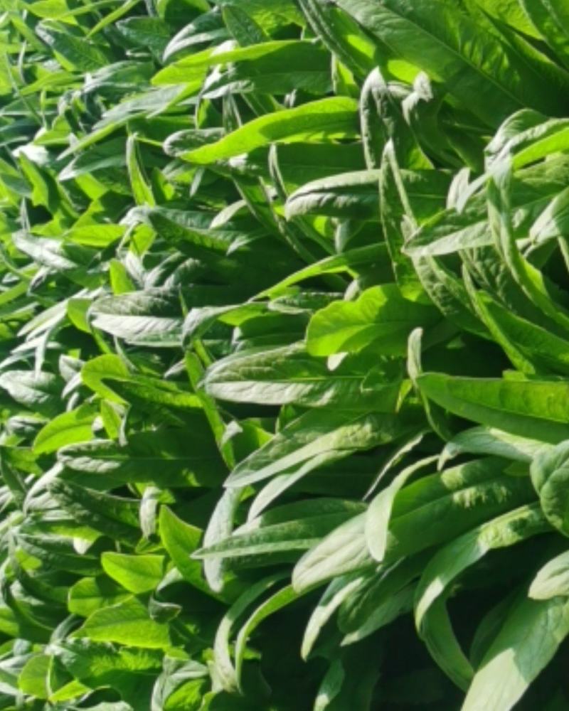 精品油麦菜，货真价实