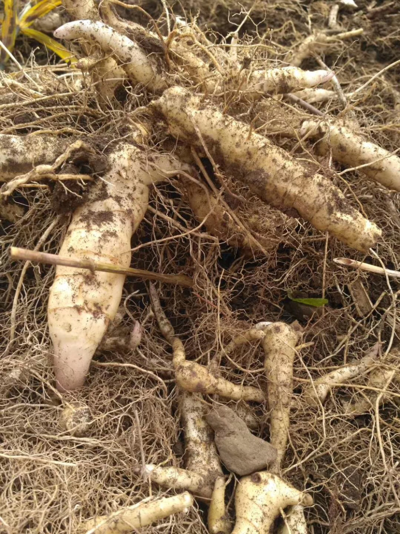东北地产.甜鸡头大黄精.含量高.年限足.量大价优