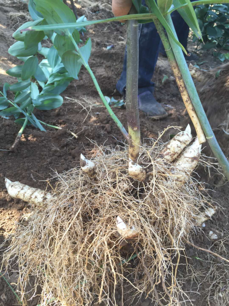 东北地产.甜鸡头大黄精.含量高.年限足.量大价优