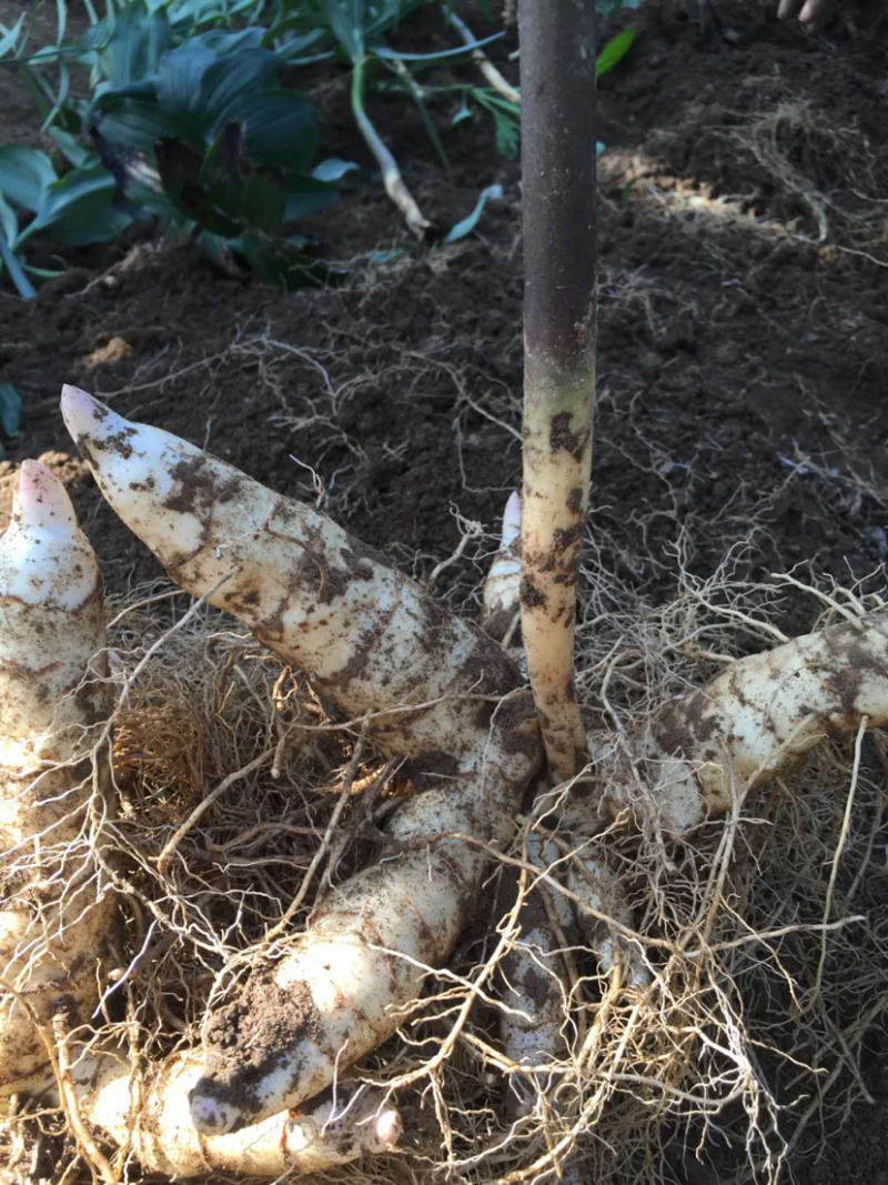 东北地产.甜鸡头大黄精.含量高.年限足.量大价优