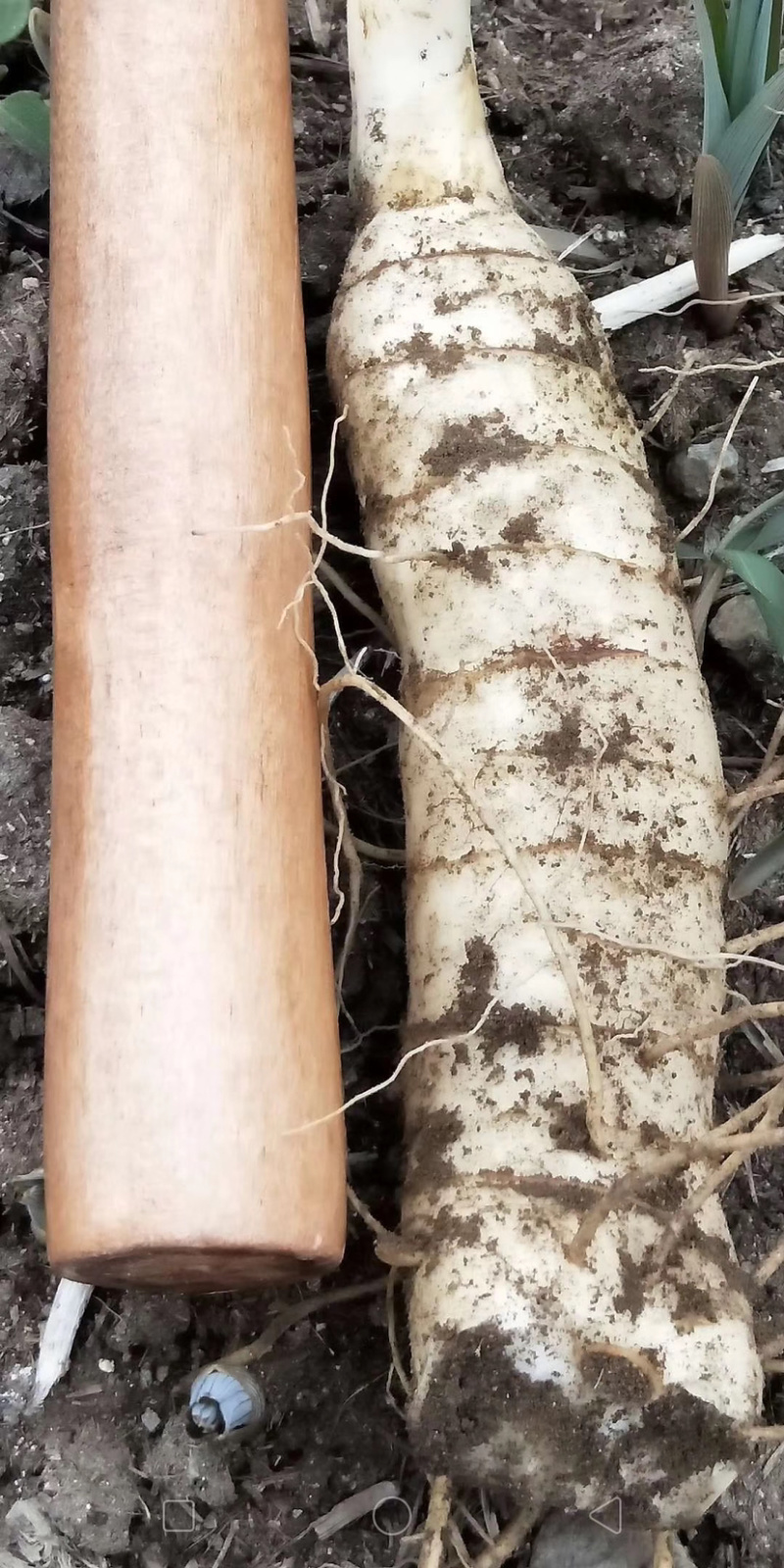 东北地产.甜鸡头大黄精.含量高.年限足.量大价优