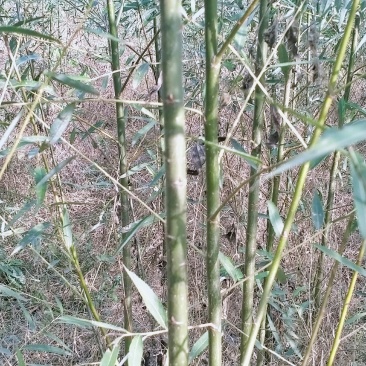 常年出售柳树，速生竹柳，竹柳苗，竹柳扦插条，美国竹柳批发