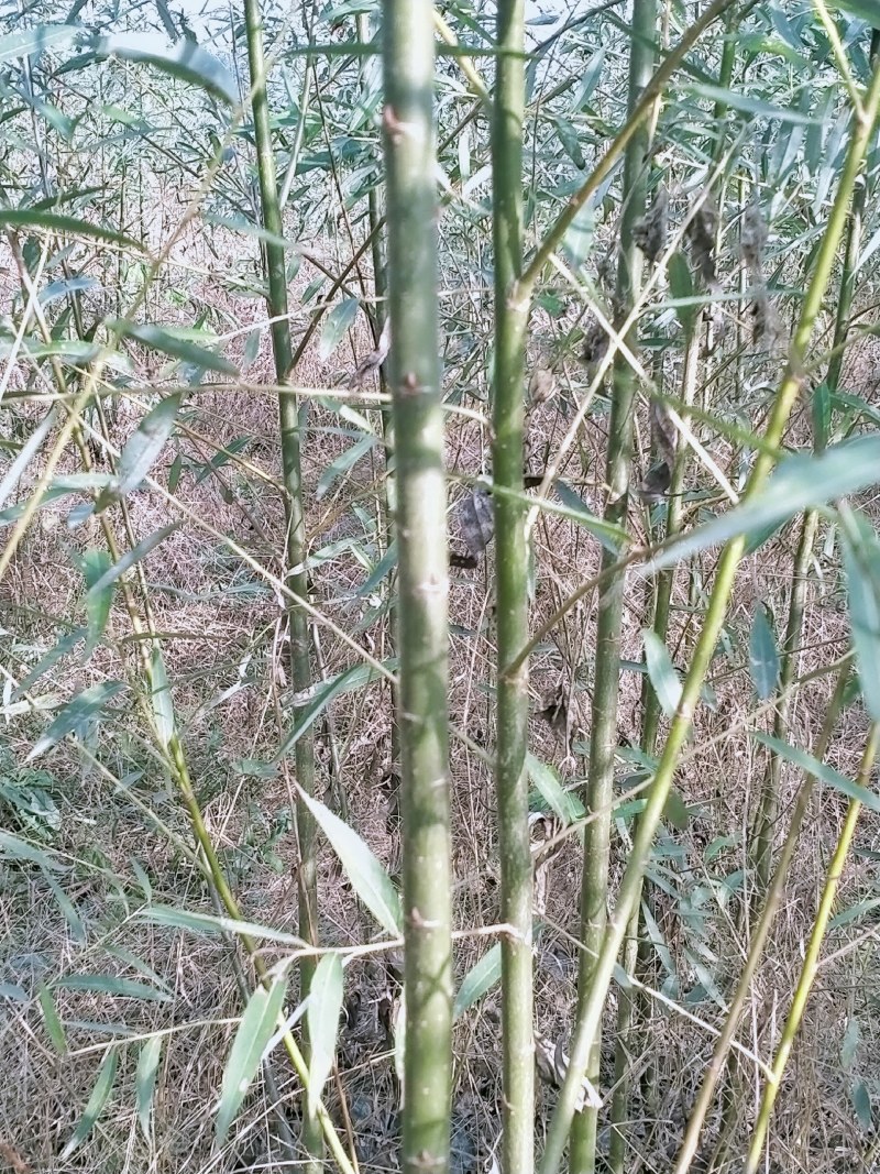 常年出售柳树，速生竹柳，竹柳苗，竹柳扦插条，美国竹柳批发