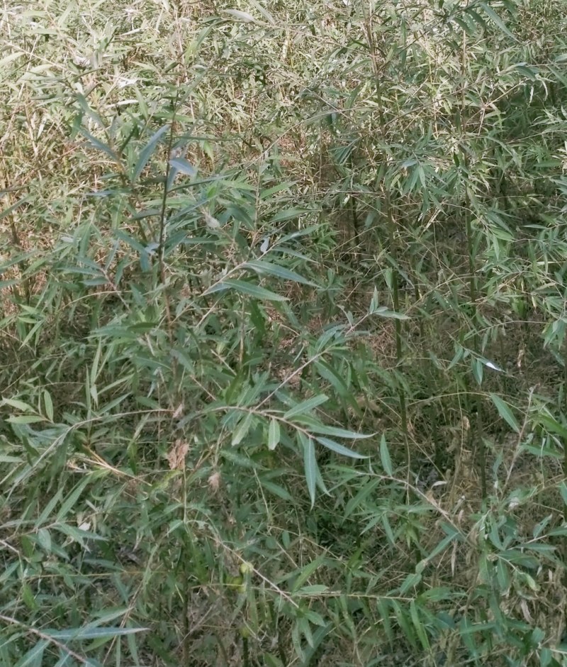 常年出售柳树，速生竹柳，竹柳苗，竹柳扦插条，美国竹柳批发