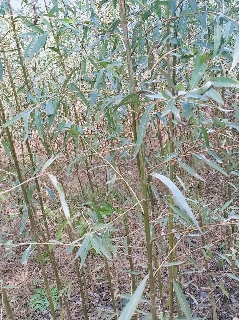 常年出售柳树，速生竹柳，竹柳苗，竹柳扦插条，美国竹柳批发