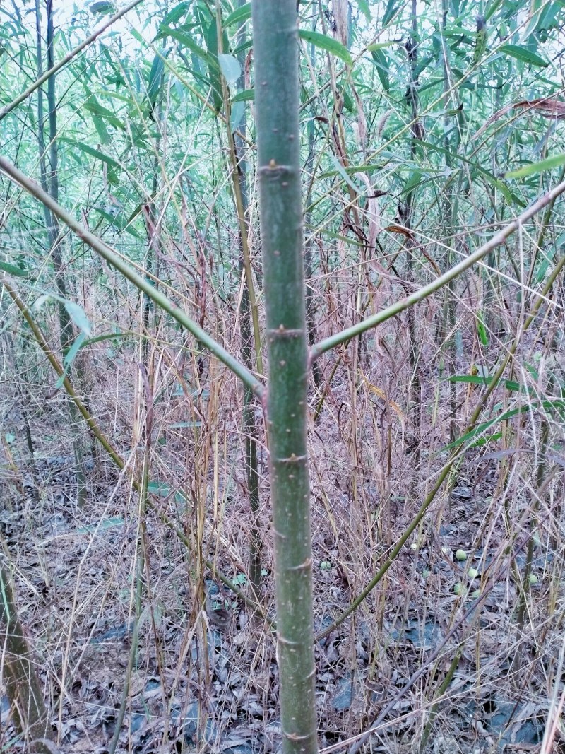 常年出售柳树，速生竹柳，竹柳苗，竹柳扦插条，美国竹柳批发