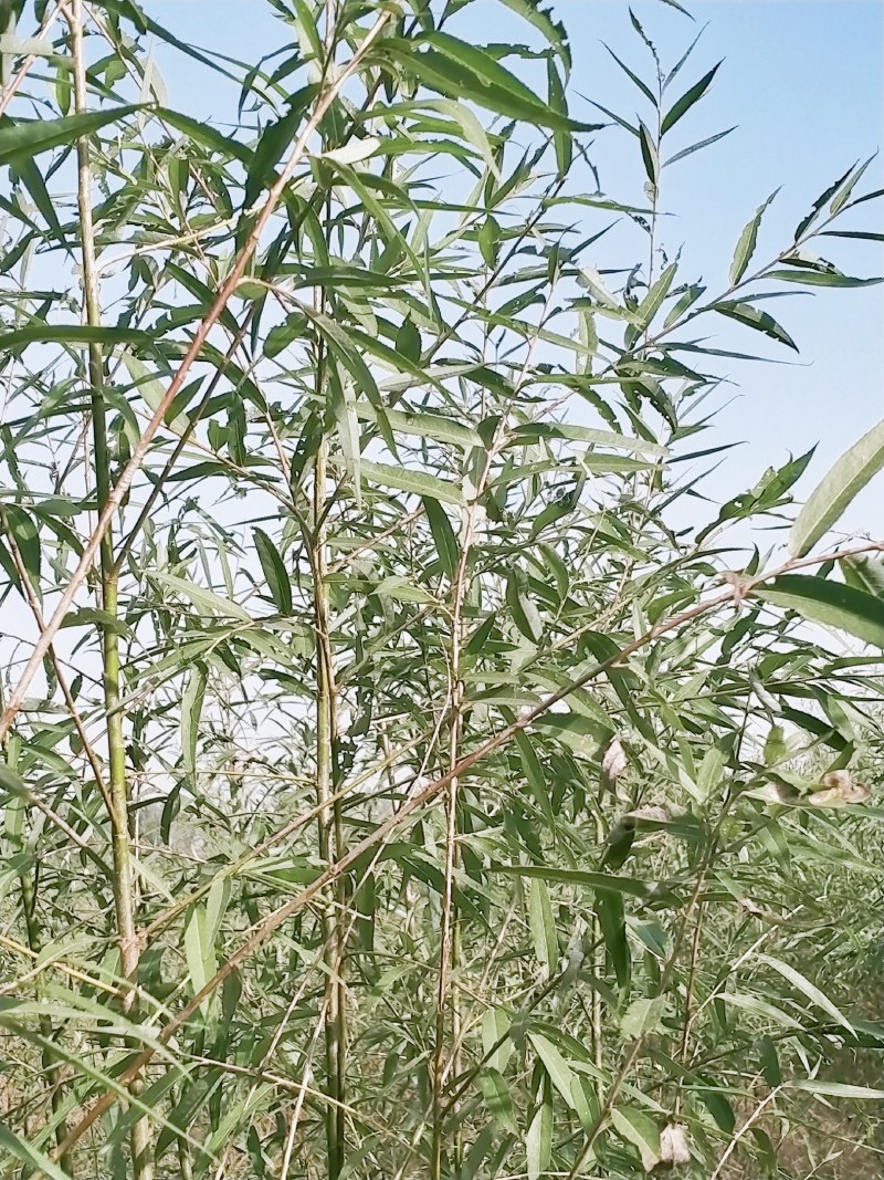 常年出售柳树，速生竹柳，竹柳苗，竹柳扦插条，美国竹柳批发