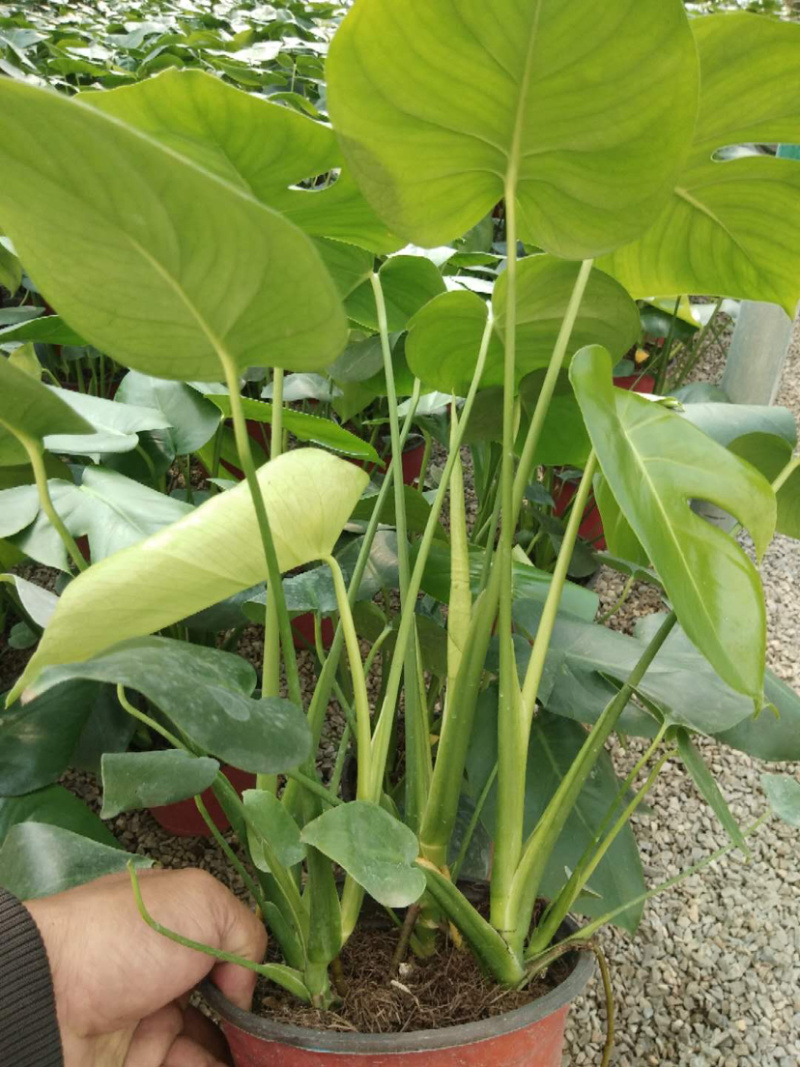 精品龟背竹质量非常好