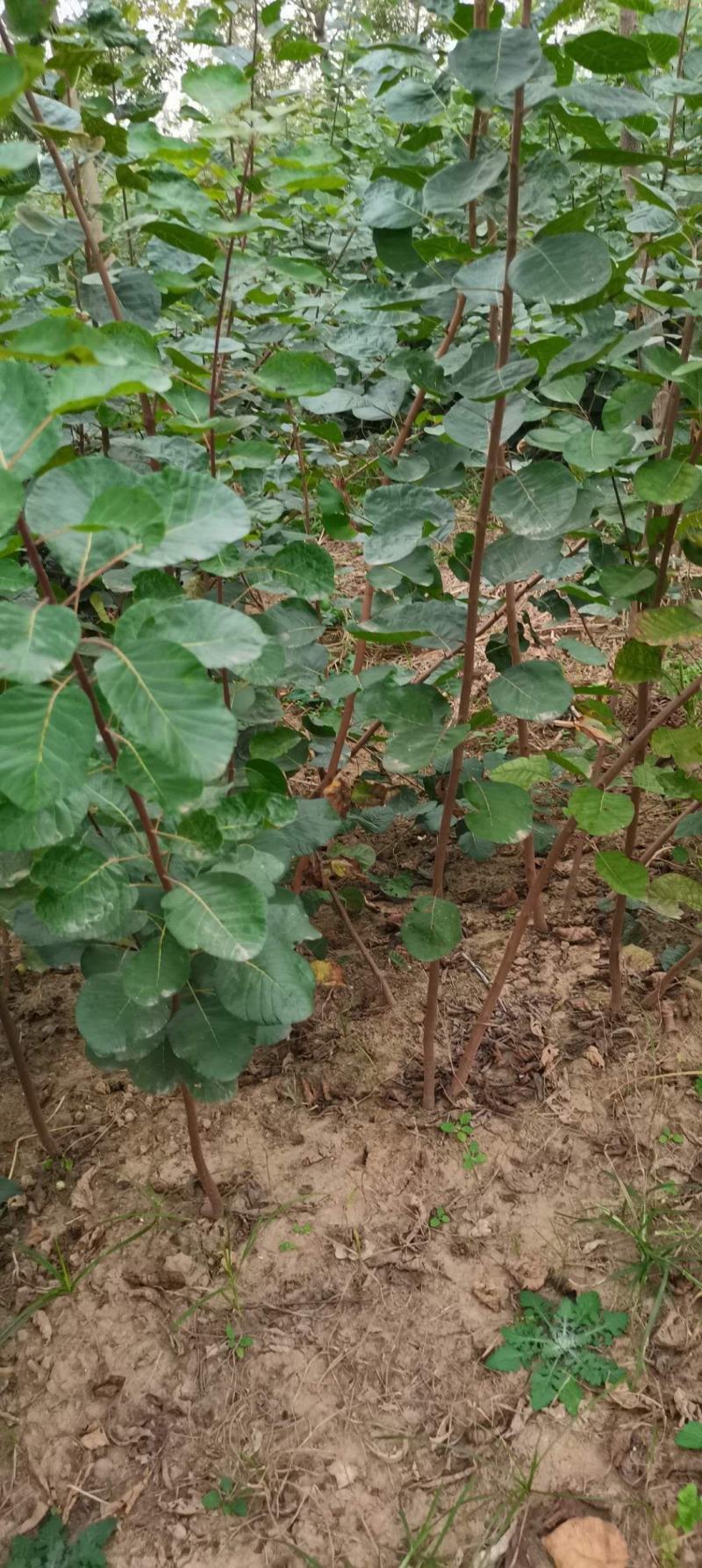 黄栌苗，3公分以上的黄栌树苗，大量出售。