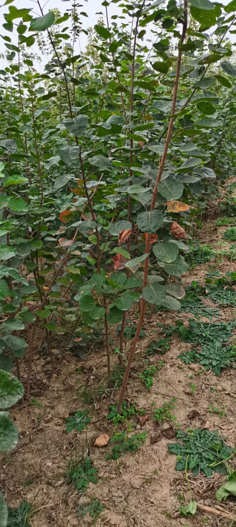 黄栌苗，3公分以上的黄栌树苗，大量出售。