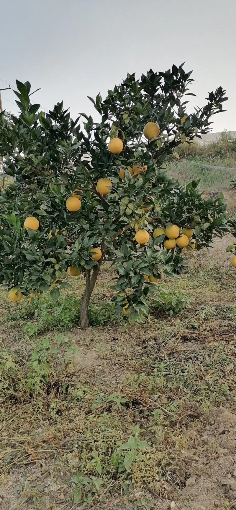 江西赣南脐橙一件代发包邮产地直供