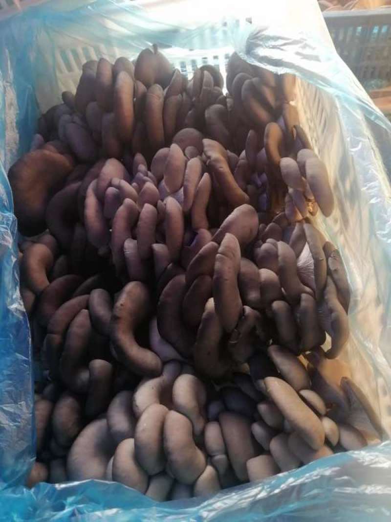 【推荐】黑平菇鲜平菇蘑菇货源充足合作共赢