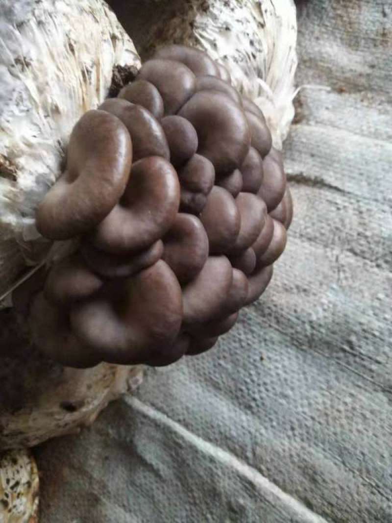 【推荐】黑平菇鲜平菇蘑菇货源充足合作共赢