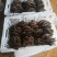 【推荐】黑平菇鲜平菇蘑菇货源充足合作共赢