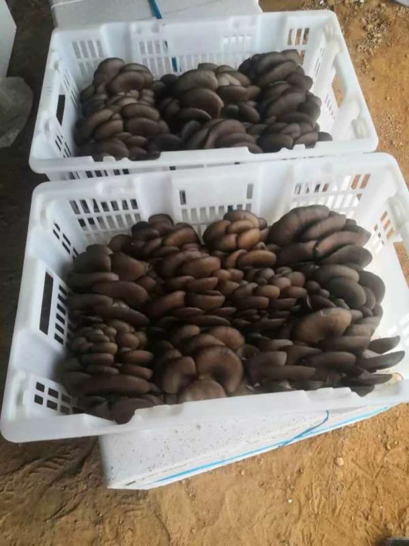 【推荐】黑平菇鲜平菇蘑菇货源充足合作共赢