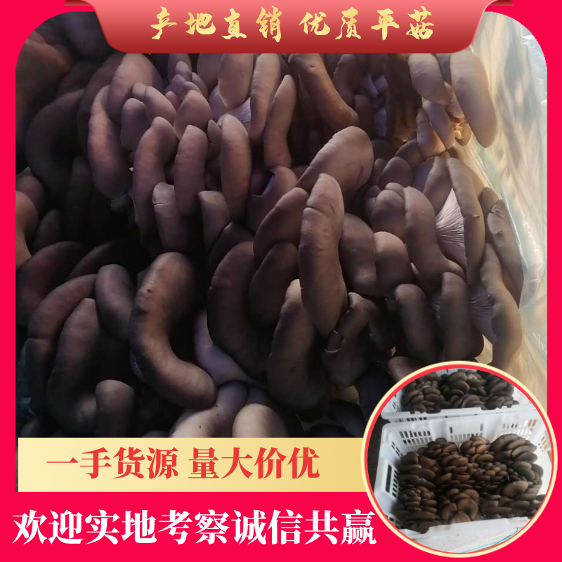 【推荐】黑平菇鲜平菇蘑菇货源充足合作共赢