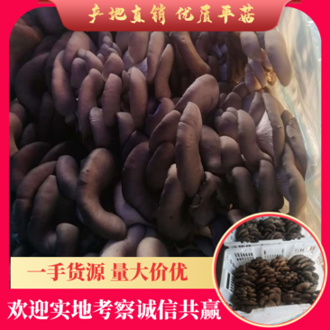 平菇鲜平菇蘑菇质优价廉产地直发货发全国
