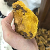 西藏产地直销桑黄西藏野生桑黄