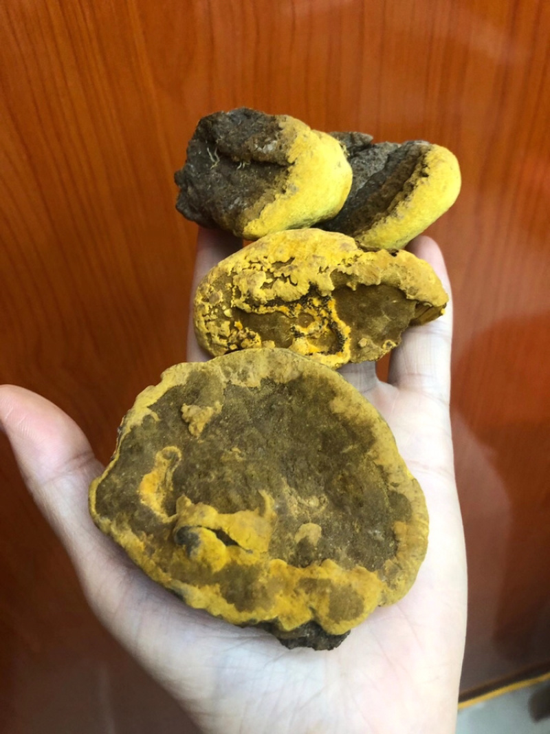西藏产地直销桑黄西藏野生桑黄