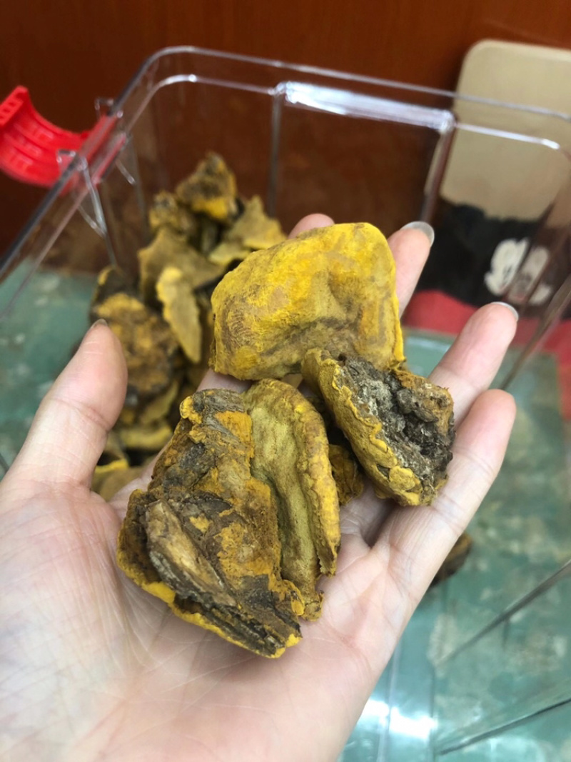 西藏产地直销桑黄西藏野生桑黄