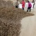改良精品白术秧苗，上市销售中！欢迎全国各地老板实地考察