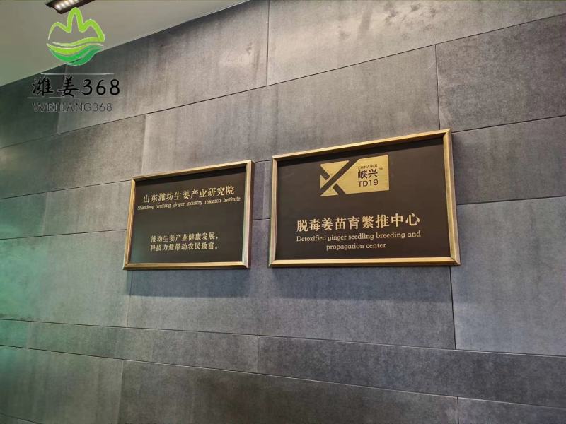 【店长推荐】潍姜368高产姜种包回收山东潍坊直供